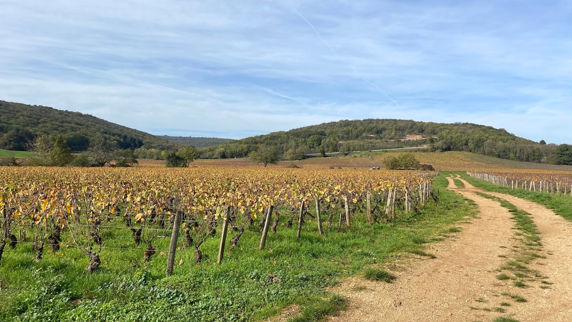 2500 M² De Vignes Plantés À Dijon, Secteur Des Valendons 2500 M² De Vignes Plantés À Dijon, Secteur Des Valendons