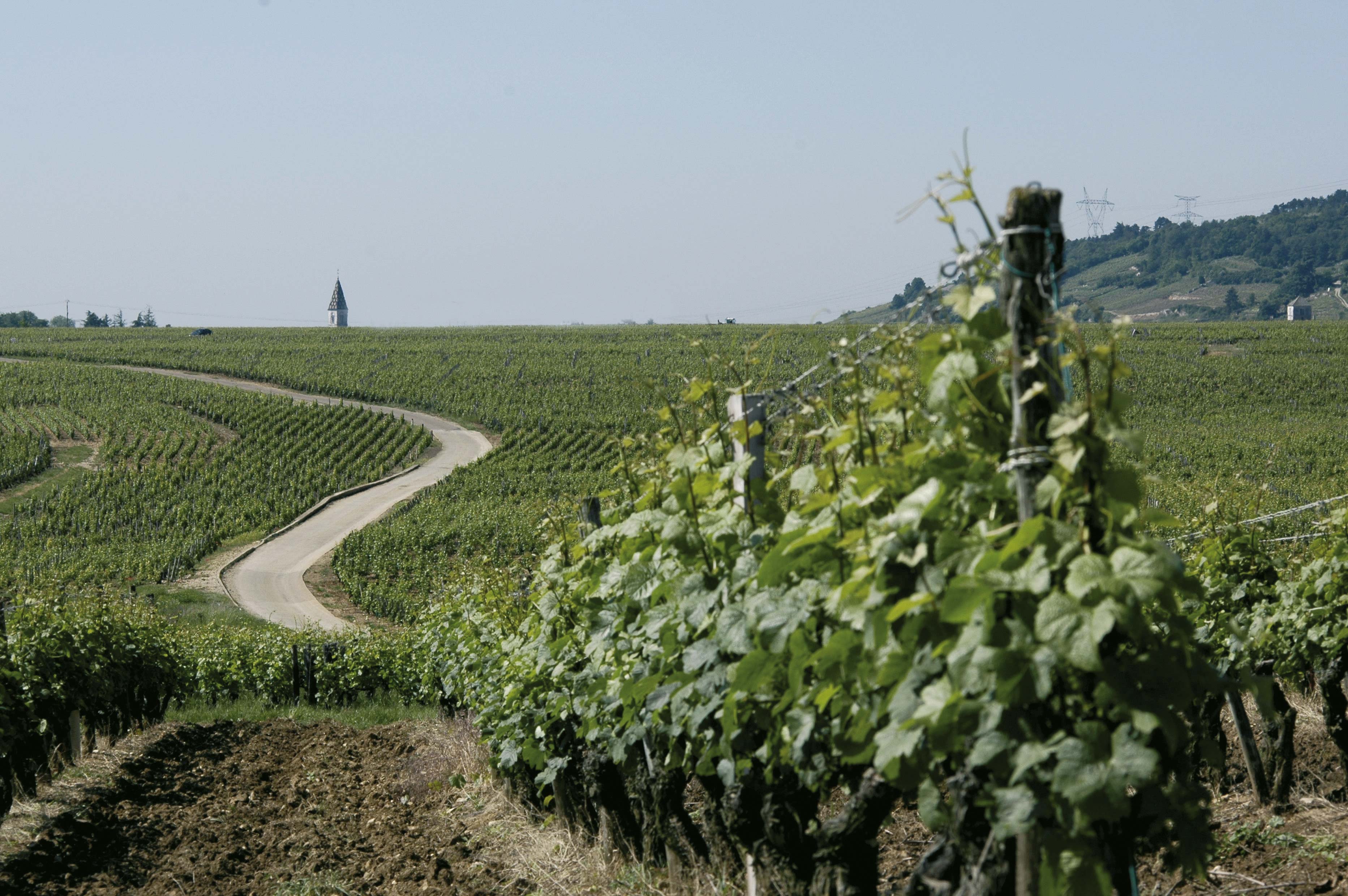 2500 Mètres Carrés De Vignes Plantés À Dijon (Secteur Des Valendons)