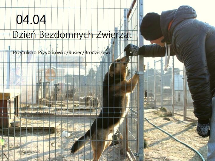 4 Kwietnia - Dzień Zwierząt Bezdomnych: Akcje I Pomoc 4 Kwietnia - Dzień Zwierząt Bezdomnych: Akcje I Pomoc
