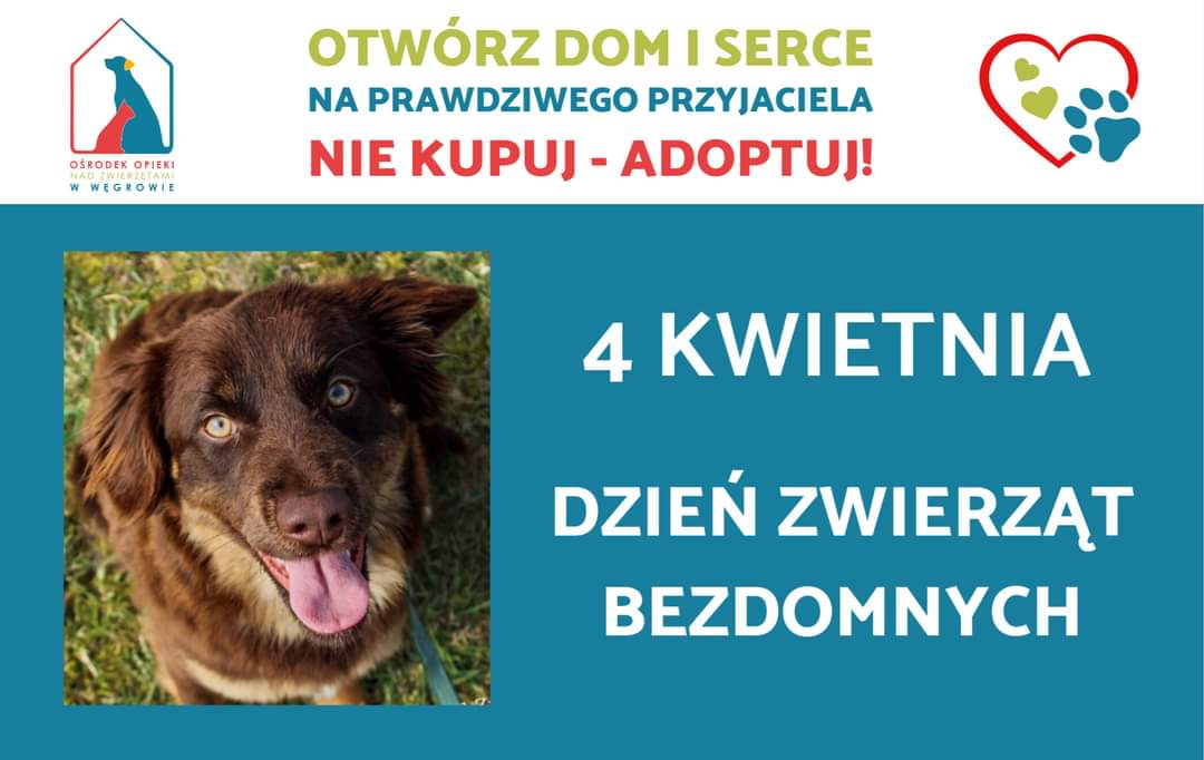 4 Kwietnia:  Dzień Zwierząt Bezdomnych -  Ważne Informacje