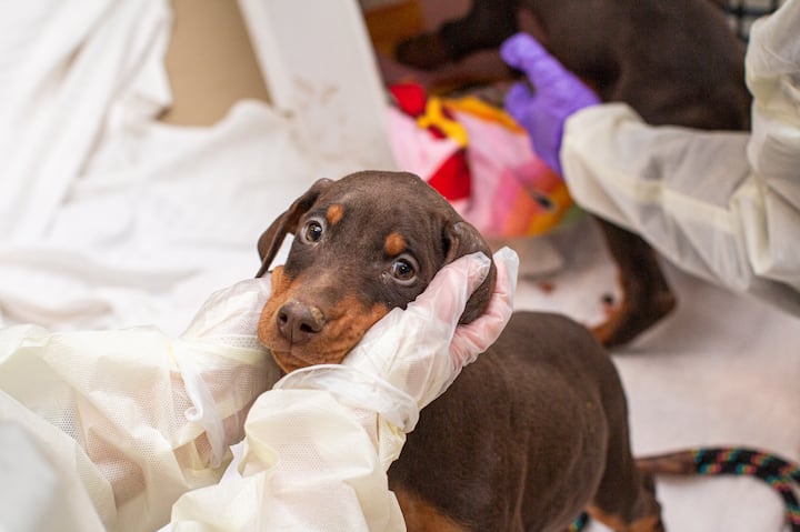 49 Dogs Removed From Licensed Breeder In Washington County: Animal Welfare Concerns 49 Dogs Removed From Licensed Breeder In Washington County: Animal Welfare Concerns
