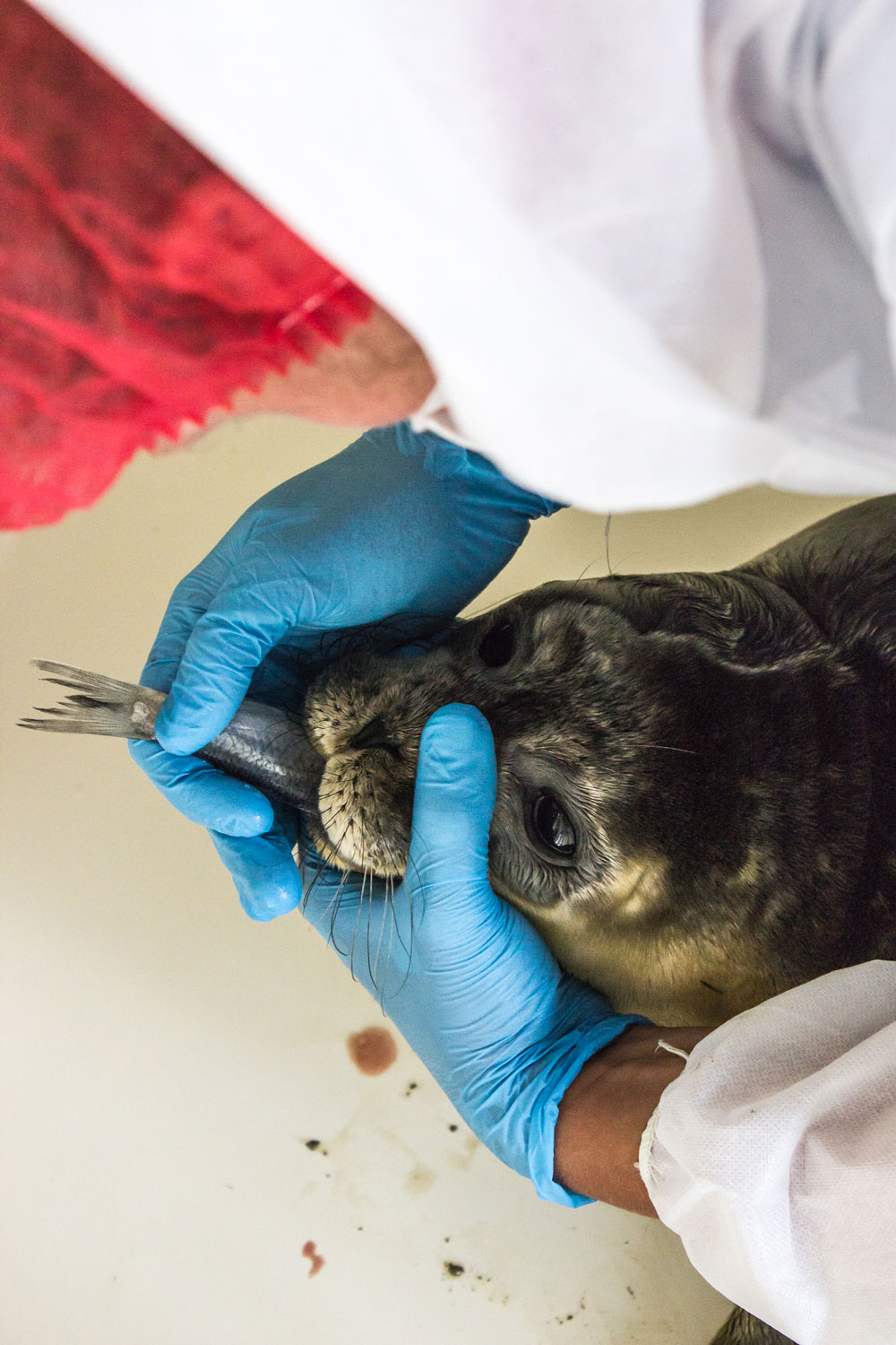 50 Years Of Seal Rescue: Pieterburen Center Releases Final Animals