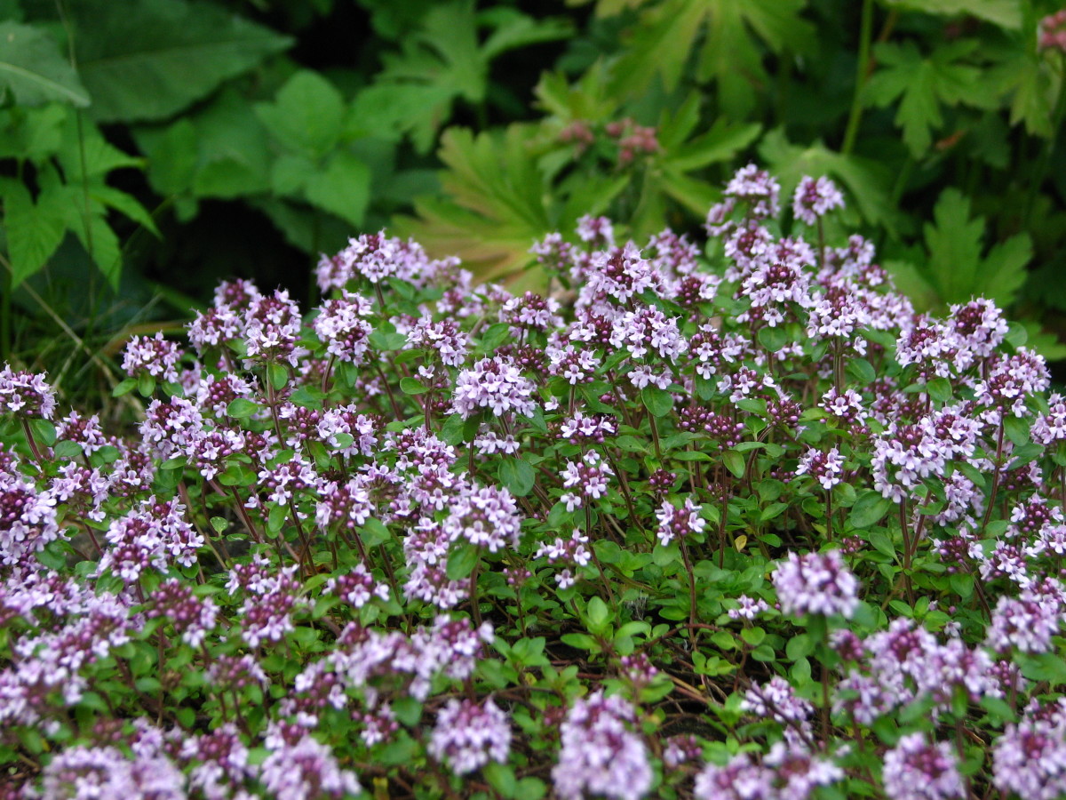 A Gardener's Guide To Rosemary & Thyme: Planting, Care, And Propagation A Gardener's Guide To Rosemary & Thyme: Planting, Care, And Propagation