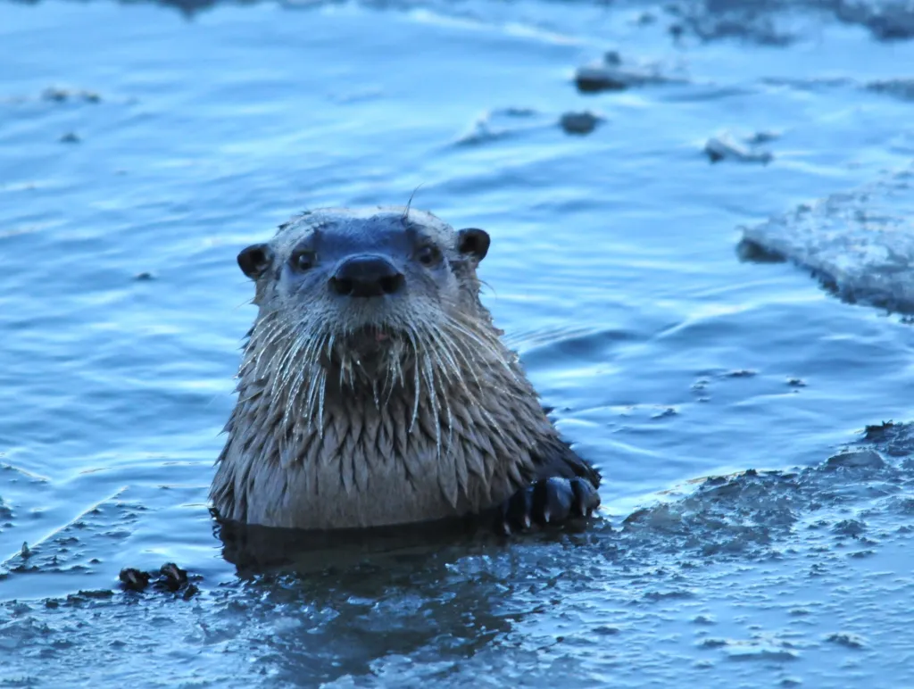 A Turning Point For Otter Management In Wyoming A Turning Point For Otter Management In Wyoming