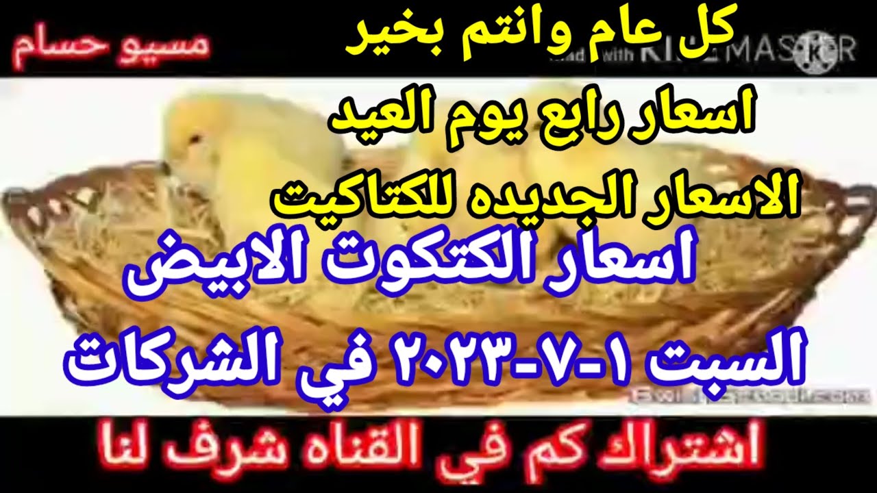 آخر تحديث لأسعار الكتاكيت في مصر (الاثنين 14 أبريل 2025) آخر تحديث لأسعار الكتاكيت في مصر (الاثنين 14 أبريل 2025)