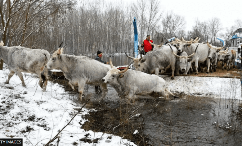 Alpine Village Faces Landslide Danger: Livestock Rescue Underway Via Helicopter And Ground Alpine Village Faces Landslide Danger: Livestock Rescue Underway Via Helicopter And Ground