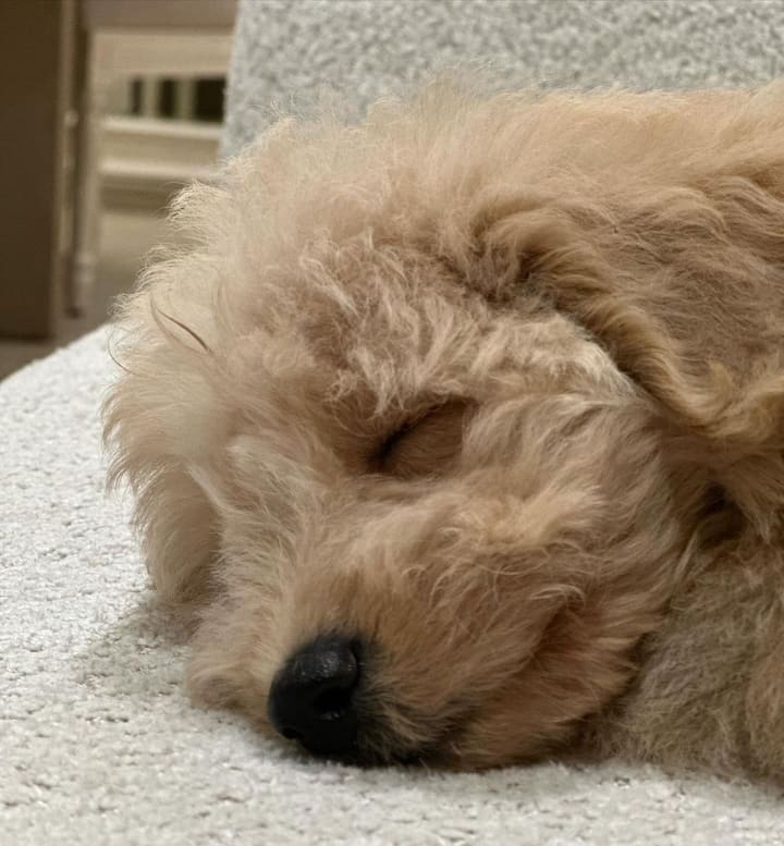 Ananya Panday's Dog Riot's First Birthday: Photos And Details Ananya Panday's Dog Riot's First Birthday: Photos And Details