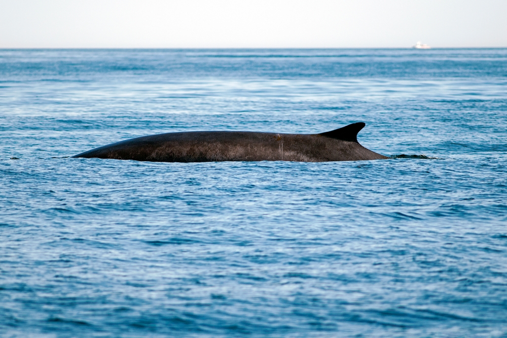 Anchorage Fin Whale Skeleton Recovery Delayed: Impact Of Warming Weather And Mud Anchorage Fin Whale Skeleton Recovery Delayed: Impact Of Warming Weather And Mud