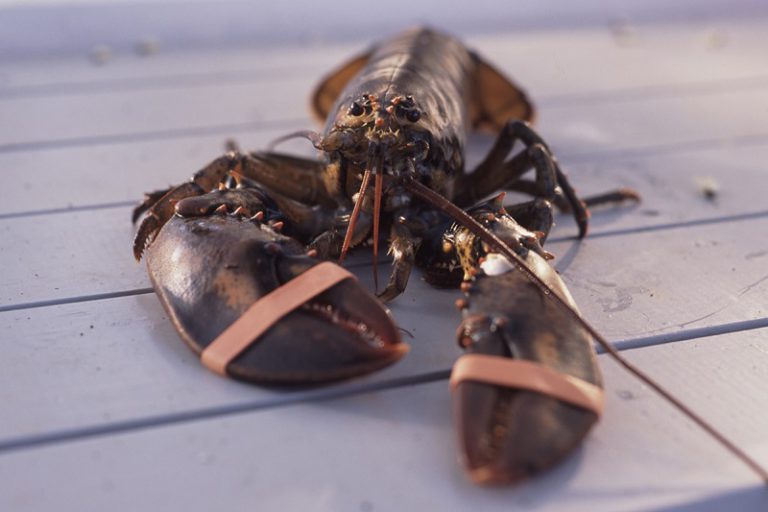 Atlantic Canada's Lobster Industry: Navigating Low Prices And Global Uncertainty Atlantic Canada's Lobster Industry: Navigating Low Prices And Global Uncertainty