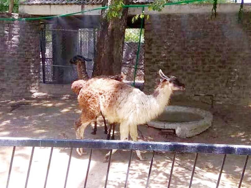 Aurangzeb Clarifies Controversial Lahore Zoo Ticket Price Rise Aurangzeb Clarifies Controversial Lahore Zoo Ticket Price Rise