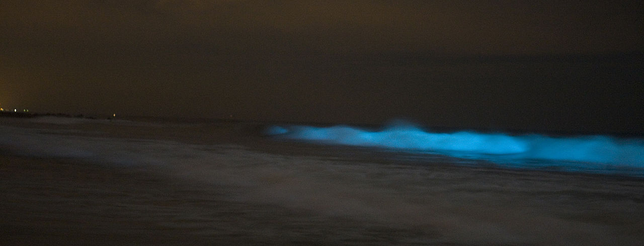 Bioluminescent Wave Watching In Southern California: Spring & Fall Bioluminescent Wave Watching In Southern California: Spring & Fall