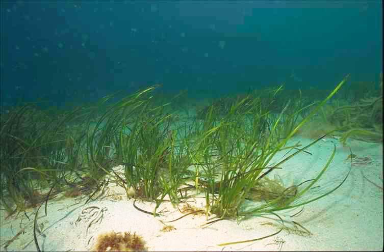 Boosting Scotland's Biodiversity: Seagrass Planting And Coastal Regeneration Boosting Scotland's Biodiversity: Seagrass Planting And Coastal Regeneration