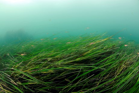 Boosting Scotland's Coastline: A Focus On Seagrass Restoration Boosting Scotland's Coastline: A Focus On Seagrass Restoration