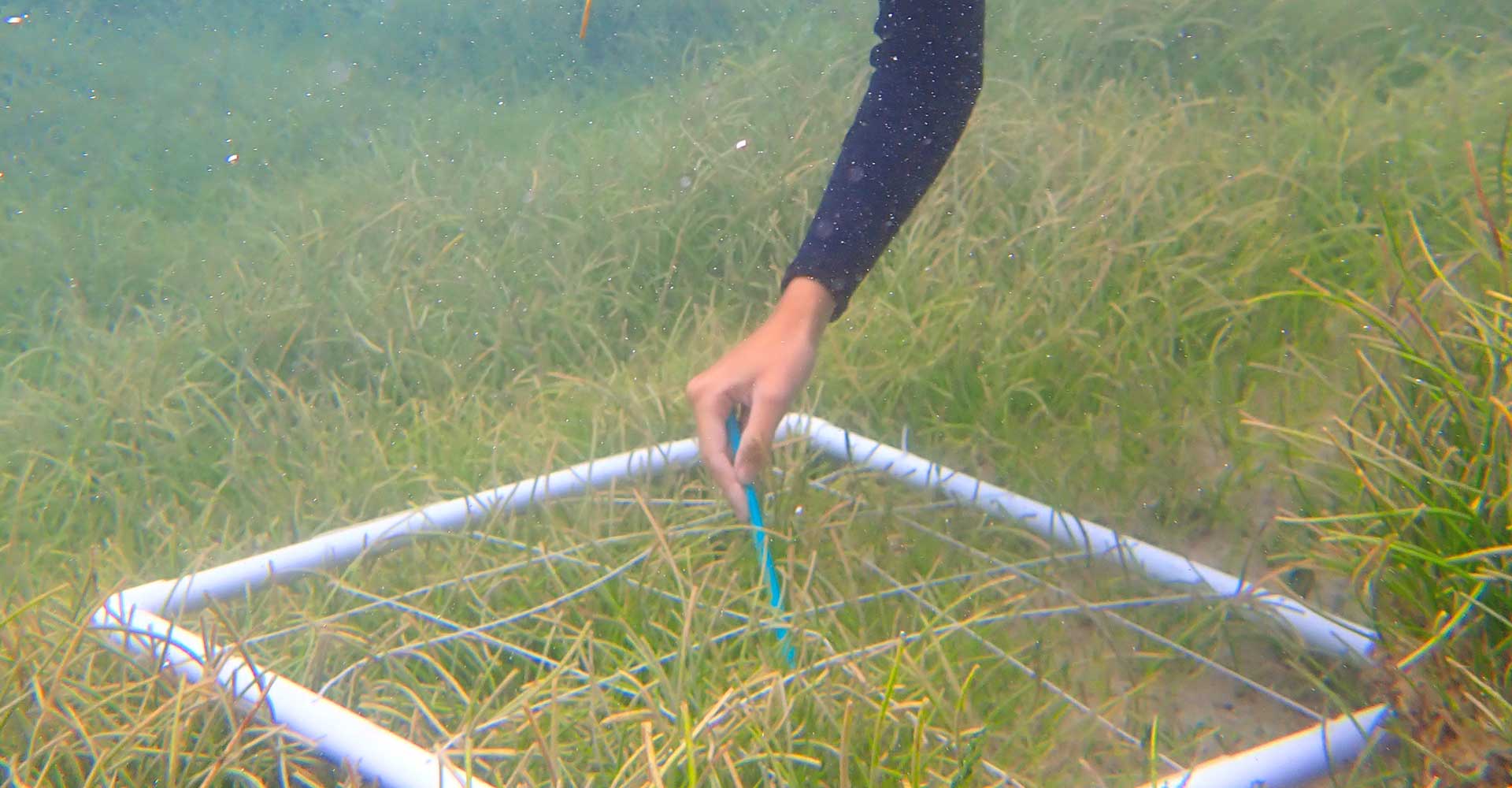 Boosting Scotland's Coastline: Seagrass Restoration Bids Boosting Scotland's Coastline: Seagrass Restoration Bids