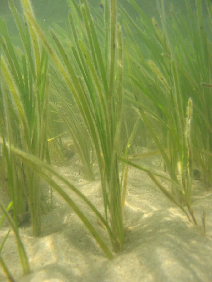Boosting Scotland's Marine Life: Seagrass Planting Initiatives Boosting Scotland's Marine Life: Seagrass Planting Initiatives