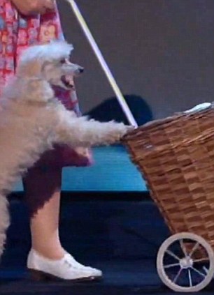 Britain's Got Talent: Teddy Magic's Semi-Final Withdrawal Britain's Got Talent: Teddy Magic's Semi-Final Withdrawal