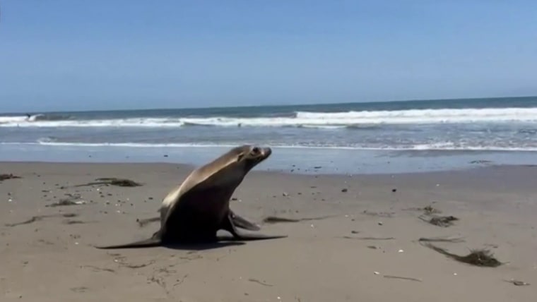California Coast Algae Bloom: Threats To Marine Ecosystems California Coast Algae Bloom: Threats To Marine Ecosystems