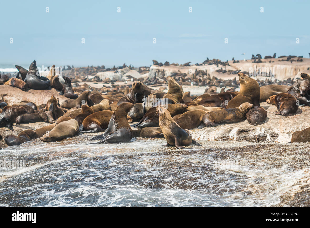Cape Town Elephant Seal Causes Suburban Commotion Cape Town Elephant Seal Causes Suburban Commotion