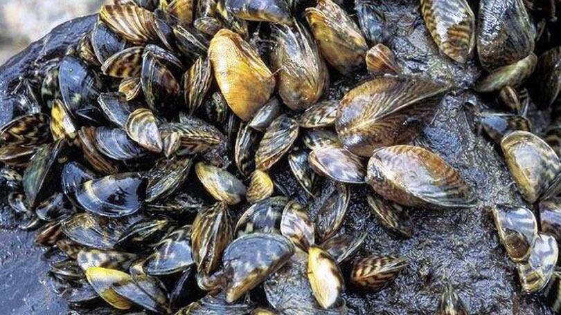 Casper Resident Finds Thousands Of Zebra Mussels On New Boat Lift Casper Resident Finds Thousands Of Zebra Mussels On New Boat Lift