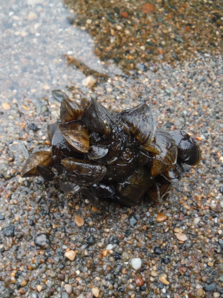Casper Resident's Shocking Zebra Mussel Discovery On New Boat Lift Casper Resident's Shocking Zebra Mussel Discovery On New Boat Lift