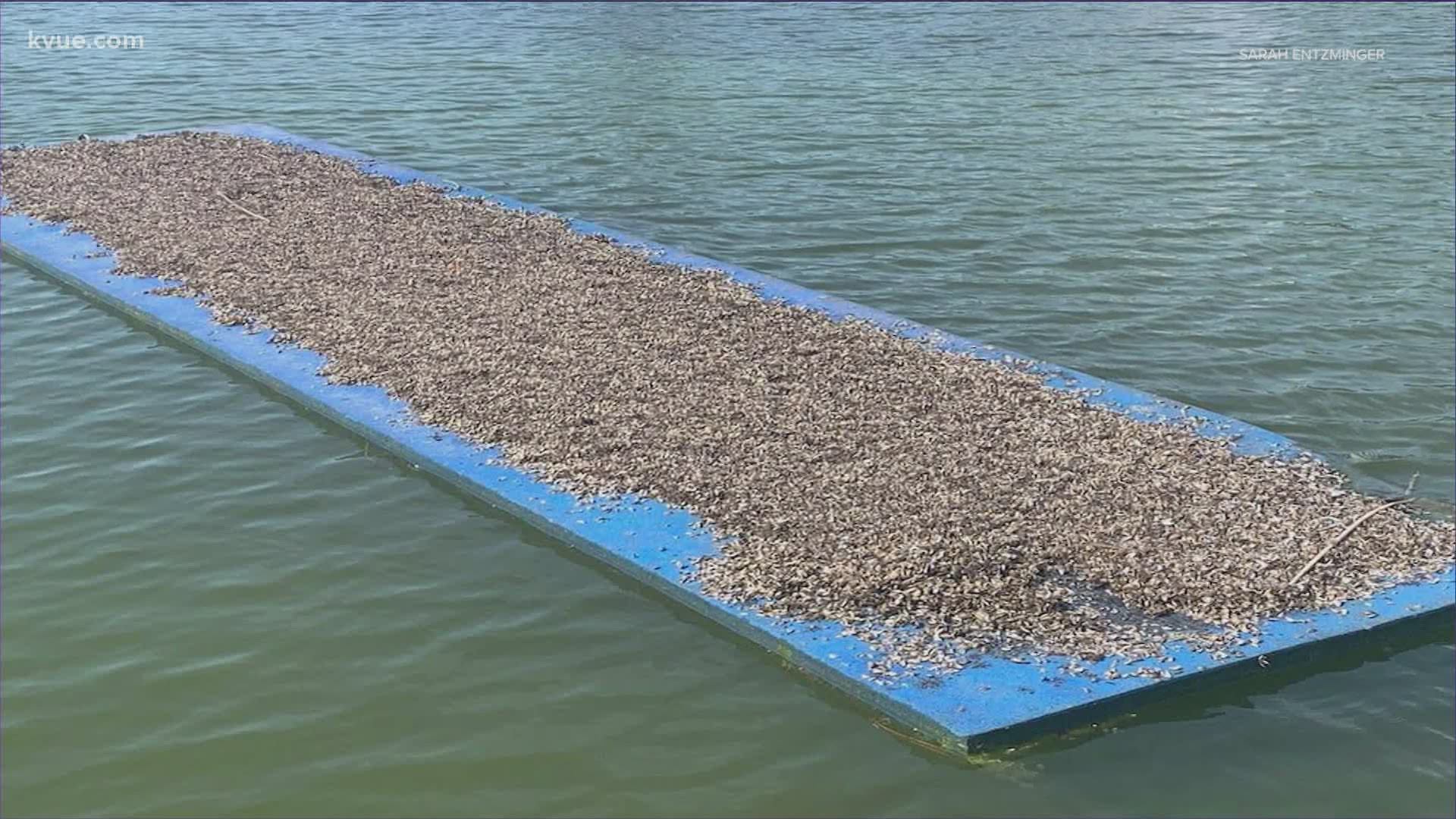 Casper Resident's Unwanted Boat Lift Guests: Thousands Of Zebra Mussels Casper Resident's Unwanted Boat Lift Guests: Thousands Of Zebra Mussels