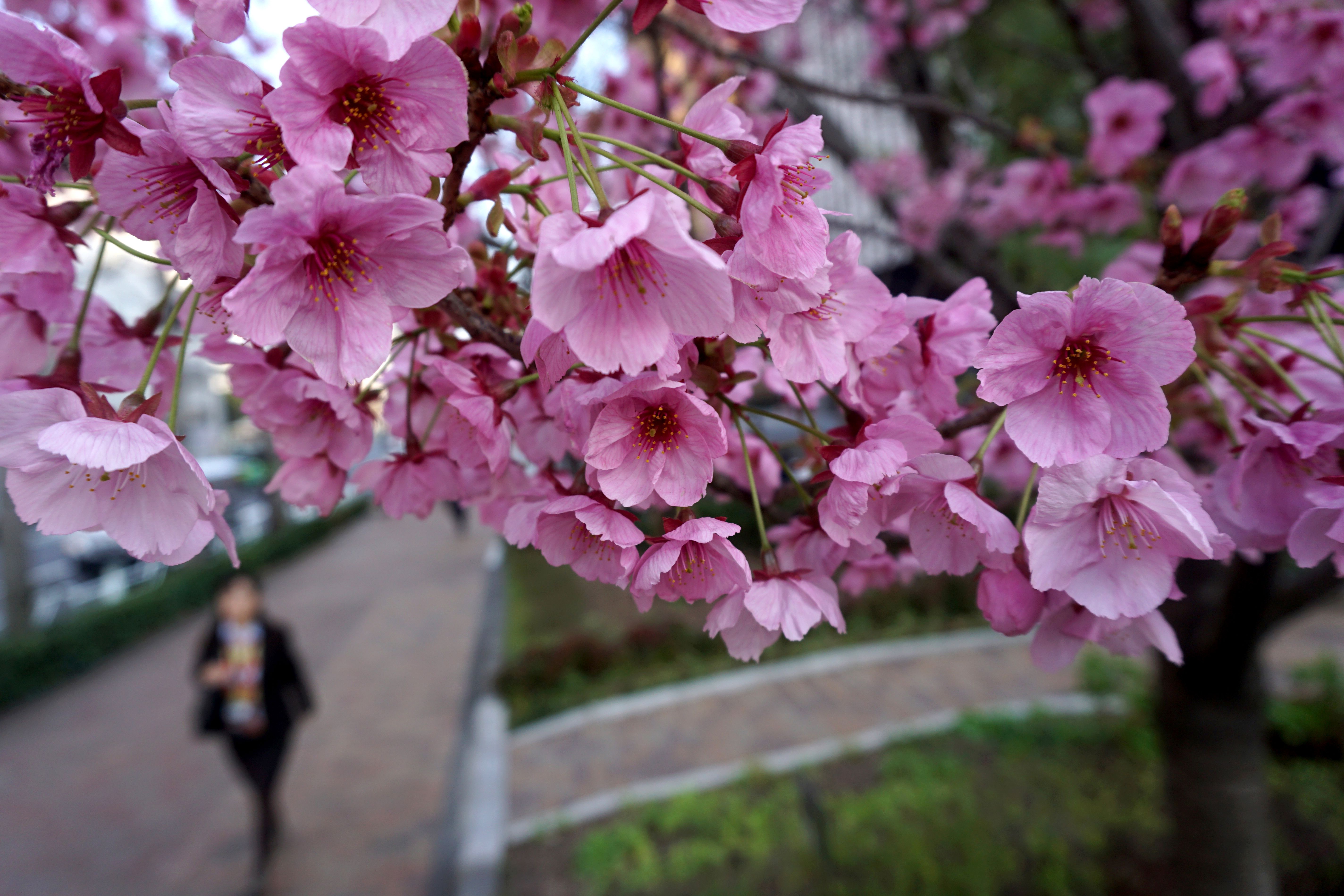 Cherry Blossom Time In Japan: Your Springwatch Itinerary Cherry Blossom Time In Japan: Your Springwatch Itinerary