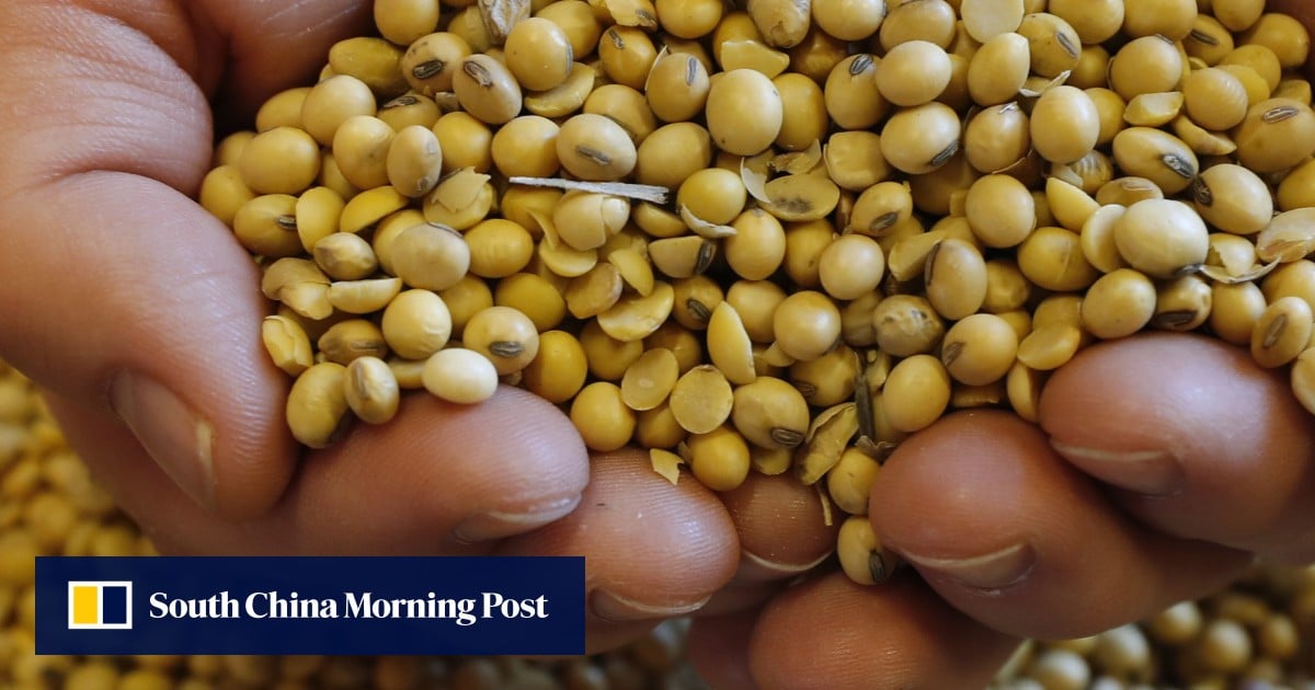 China Soybean Market: Sinograin's Auction And Its Impact On Supply China Soybean Market: Sinograin's Auction And Its Impact On Supply