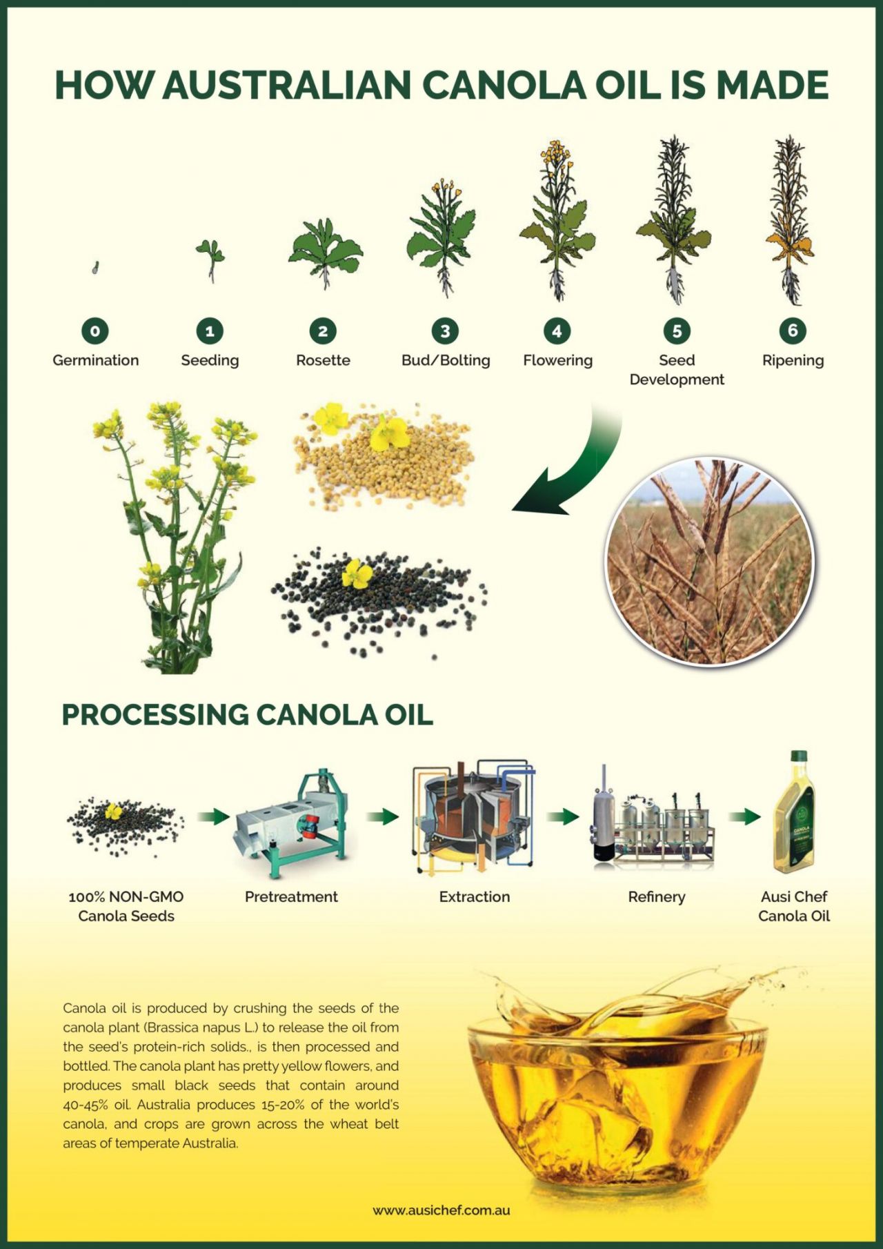 China's Canola Dependence: A Look At New Supply Chains China's Canola Dependence: A Look At New Supply Chains