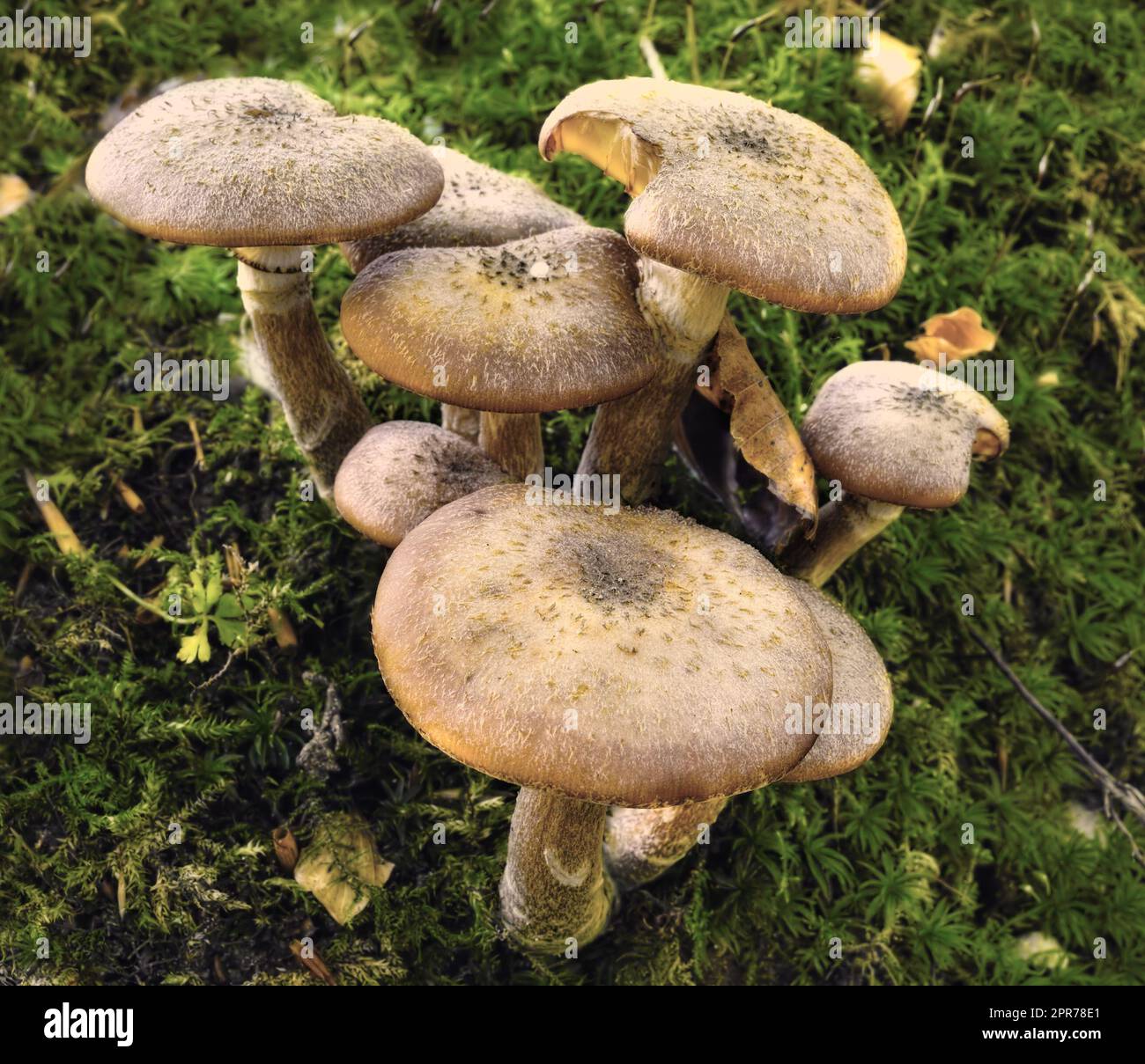 Climate Change And The Rise Of Invasive Fungi: A Growing Health Concern Climate Change And The Rise Of Invasive Fungi: A Growing Health Concern