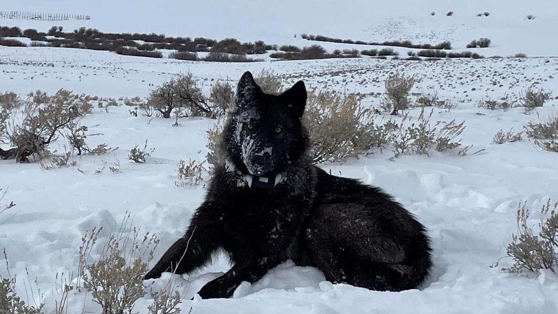 Colorado Gray Wolf Relocated To Wyoming Dies Colorado Gray Wolf Relocated To Wyoming Dies