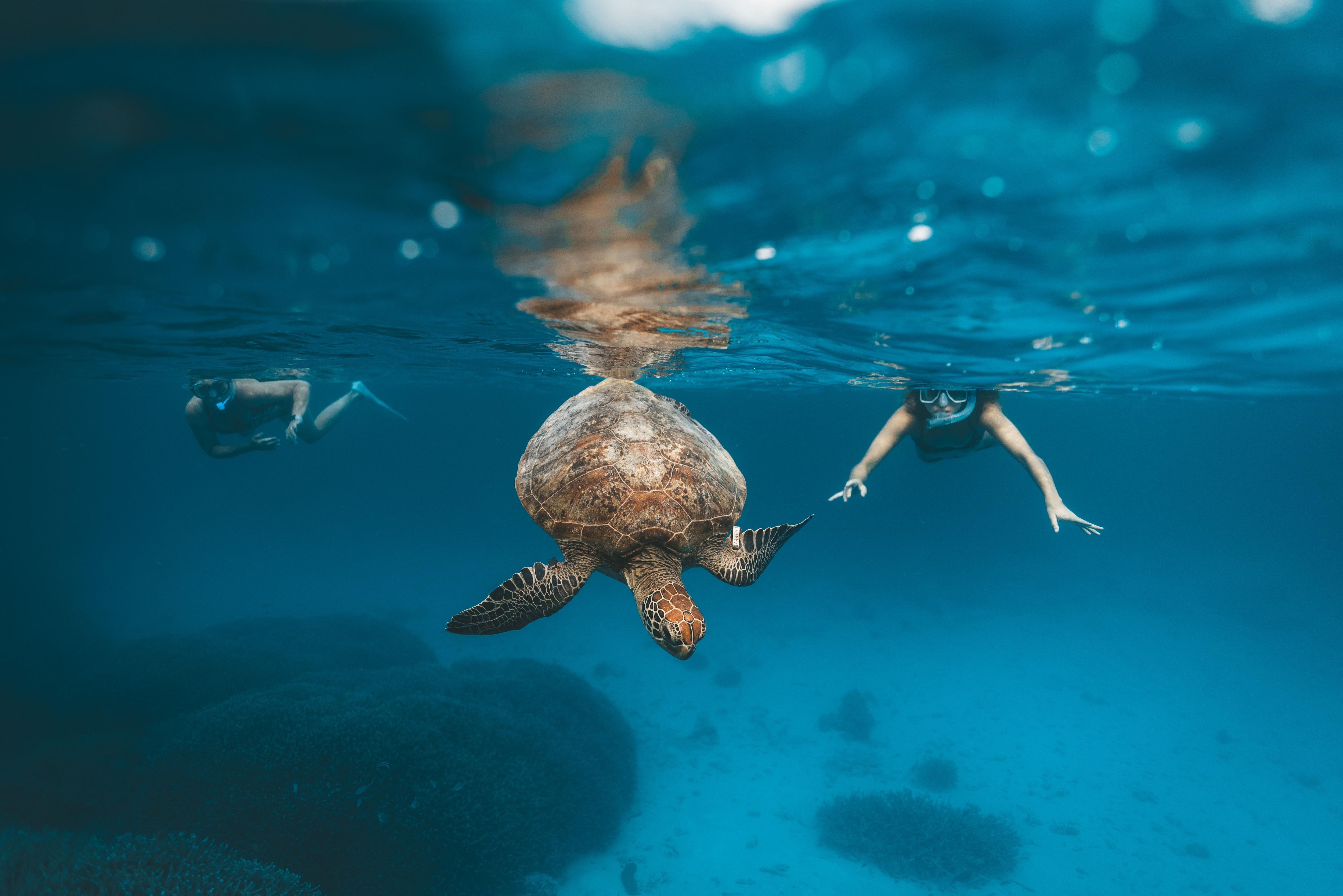 Combating The Killer Seaweed: Protecting Australia's Marine Life Combating The Killer Seaweed: Protecting Australia's Marine Life