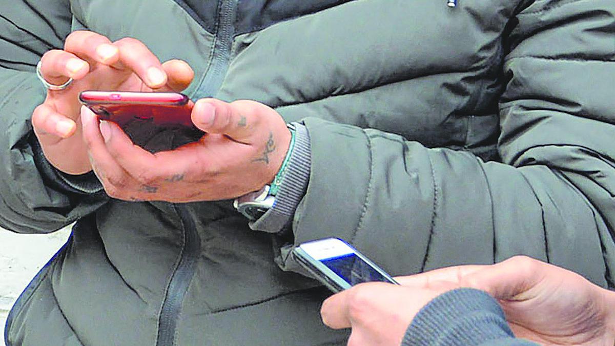 Concerns Rise Among Kashmir Cat Owners After Viral Social Media Posts Concerns Rise Among Kashmir Cat Owners After Viral Social Media Posts