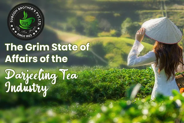 Concerns Rise Over Darjeeling Tea's Sustainability Concerns Rise Over Darjeeling Tea's Sustainability