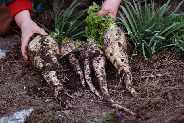 Country Diary: Wild Parsnips – Identification, Harvesting, And Recipes Country Diary: Wild Parsnips – Identification, Harvesting, And Recipes