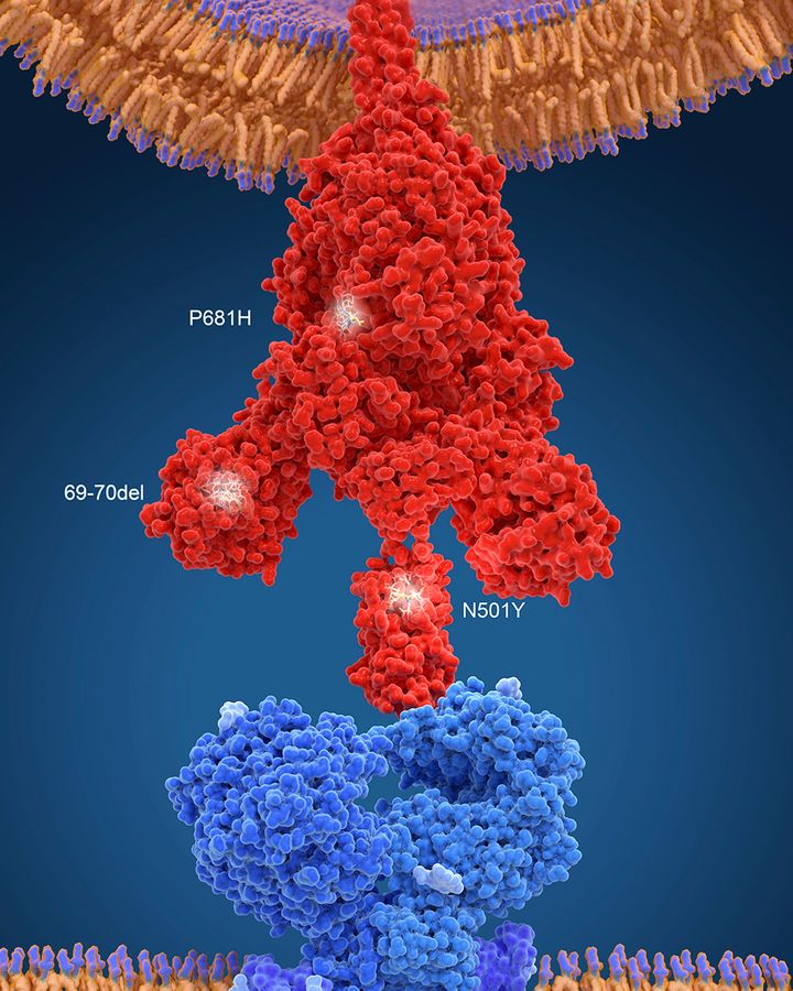 COVID-19 Case Spike: Is A New Variant The Cause? WHO Investigation COVID-19 Case Spike: Is A New Variant The Cause? WHO Investigation