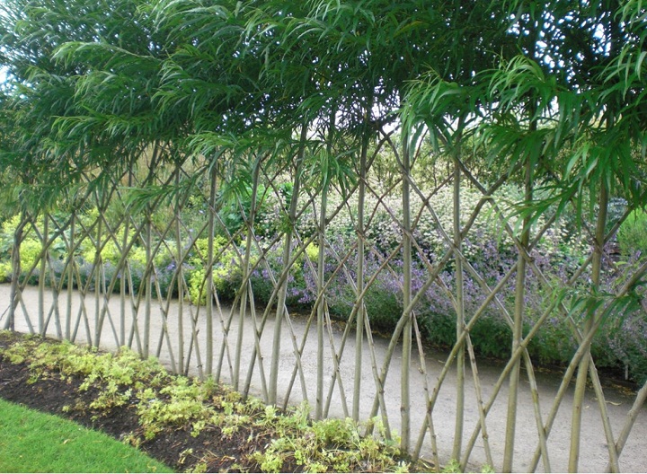 Create A Beautiful & Functional Living Fence: Your Complete Guide Create A Beautiful & Functional Living Fence: Your Complete Guide