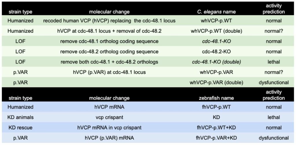 CRISPR's Potential: Efficient Whole Gene Insertion In Human DNA CRISPR's Potential: Efficient Whole Gene Insertion In Human DNA