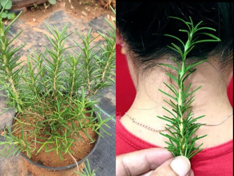 Cultivating Rosemary & Thyme: A Comprehensive Guide For Home Gardeners Cultivating Rosemary & Thyme: A Comprehensive Guide For Home Gardeners