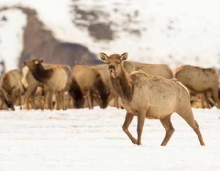 CWD Positive Elk Found At Jackson Hole Feedground CWD Positive Elk Found At Jackson Hole Feedground