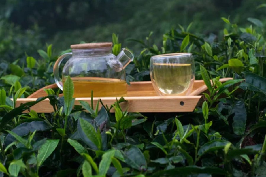 Darjeeling Tea Industry: A Look At Current Concerns Darjeeling Tea Industry: A Look At Current Concerns