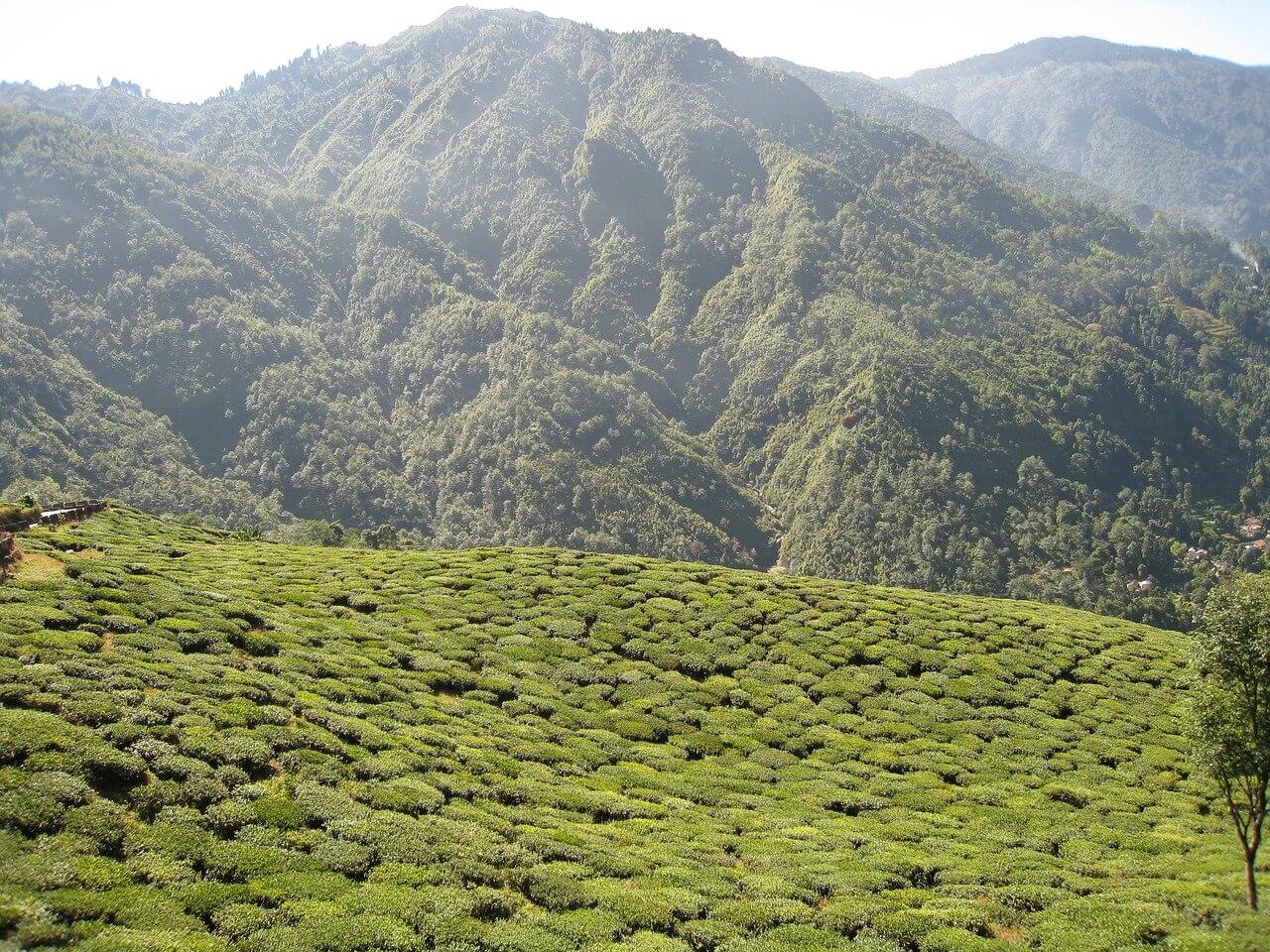 Darjeeling Tea Industry Faces Uncertain Future: A Detailed Look Darjeeling Tea Industry Faces Uncertain Future: A Detailed Look
