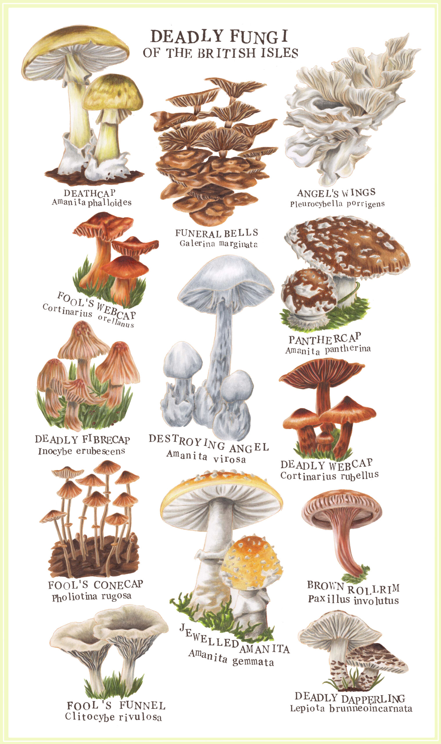Deadly Fungi: The Next Superbug Crisis Deadly Fungi: The Next Superbug Crisis
