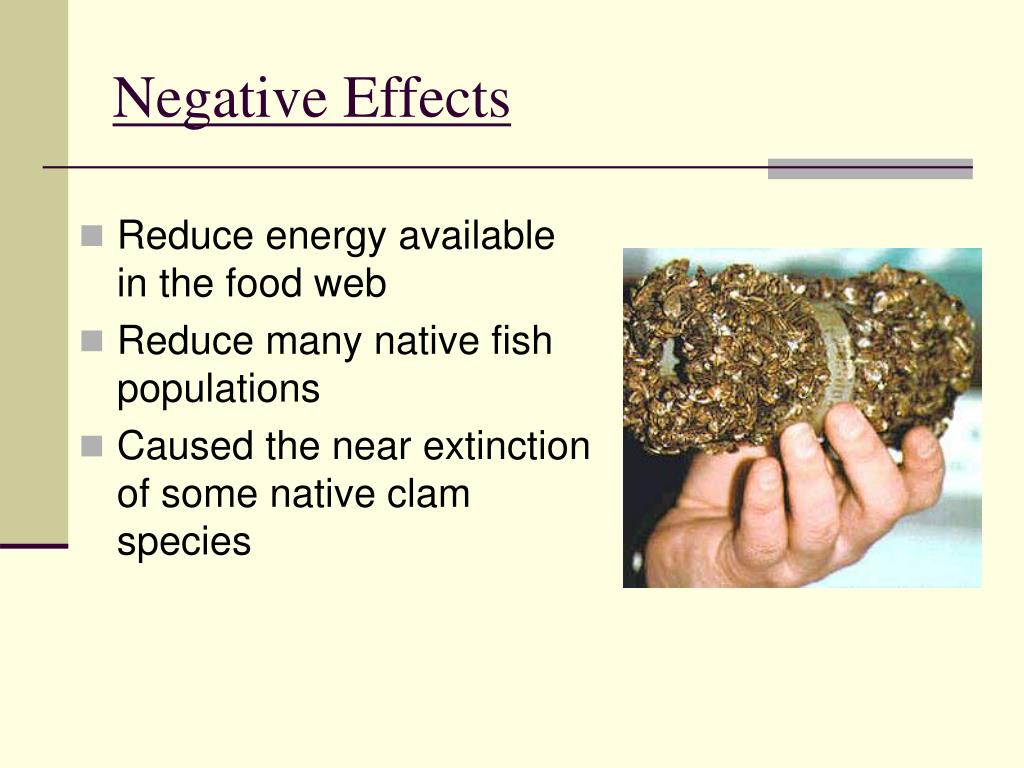 Dealing With A Zebra Mussel Invasion: A Casper Resident's Story Dealing With A Zebra Mussel Invasion: A Casper Resident's Story