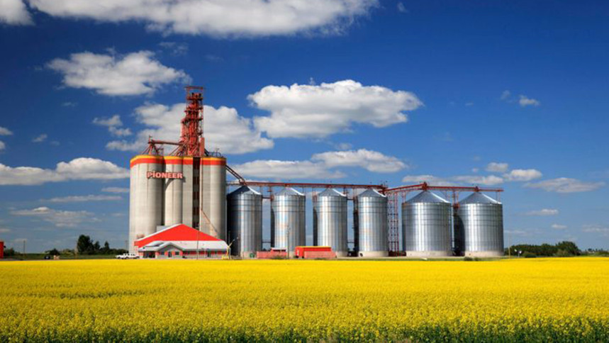 Diversification Of Canola Imports: China's Post-Canada Approach Diversification Of Canola Imports: China's Post-Canada Approach