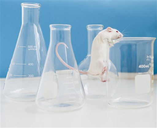 Does The US Fund Transgender Mouse Research? Investigating The Facts Does The US Fund Transgender Mouse Research? Investigating The Facts