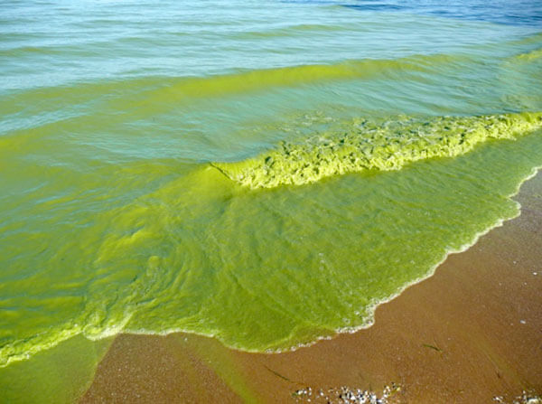 Double Trouble:  Harmful Algal Blooms Strike Kodiak Waters Again
