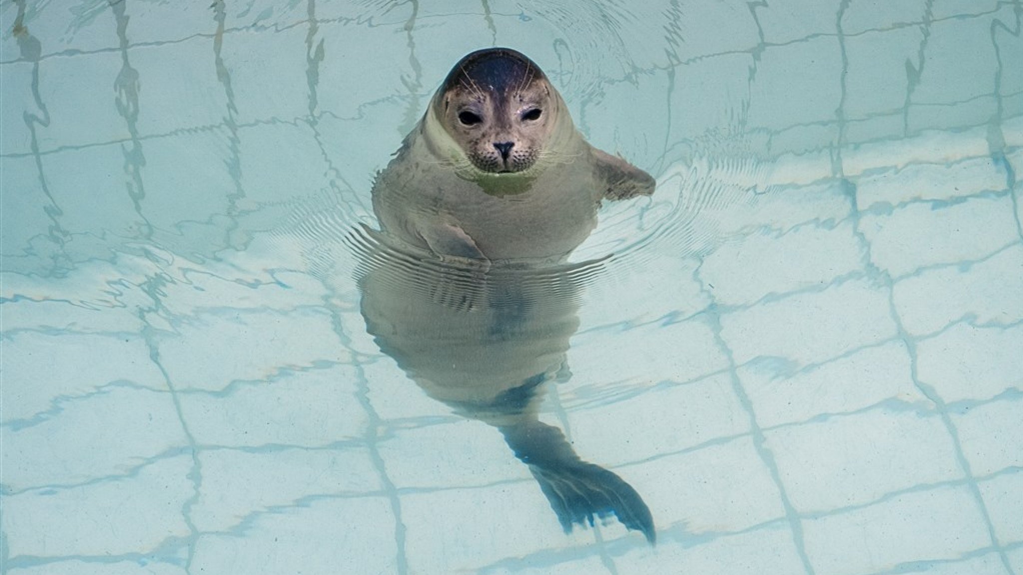 End Of An Era: Pieterburen's Seal Rescue Center Closes, Releases Remaining Seals End Of An Era: Pieterburen's Seal Rescue Center Closes, Releases Remaining Seals