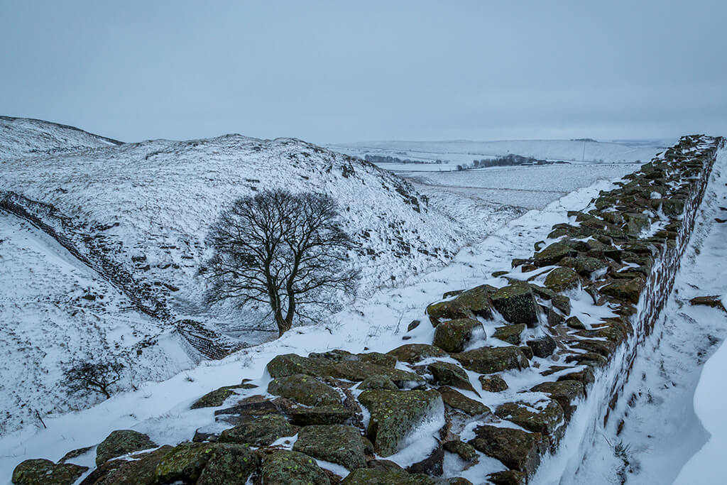 Famous Sycamore Gap Tree: Conviction For Criminal Damage Famous Sycamore Gap Tree: Conviction For Criminal Damage