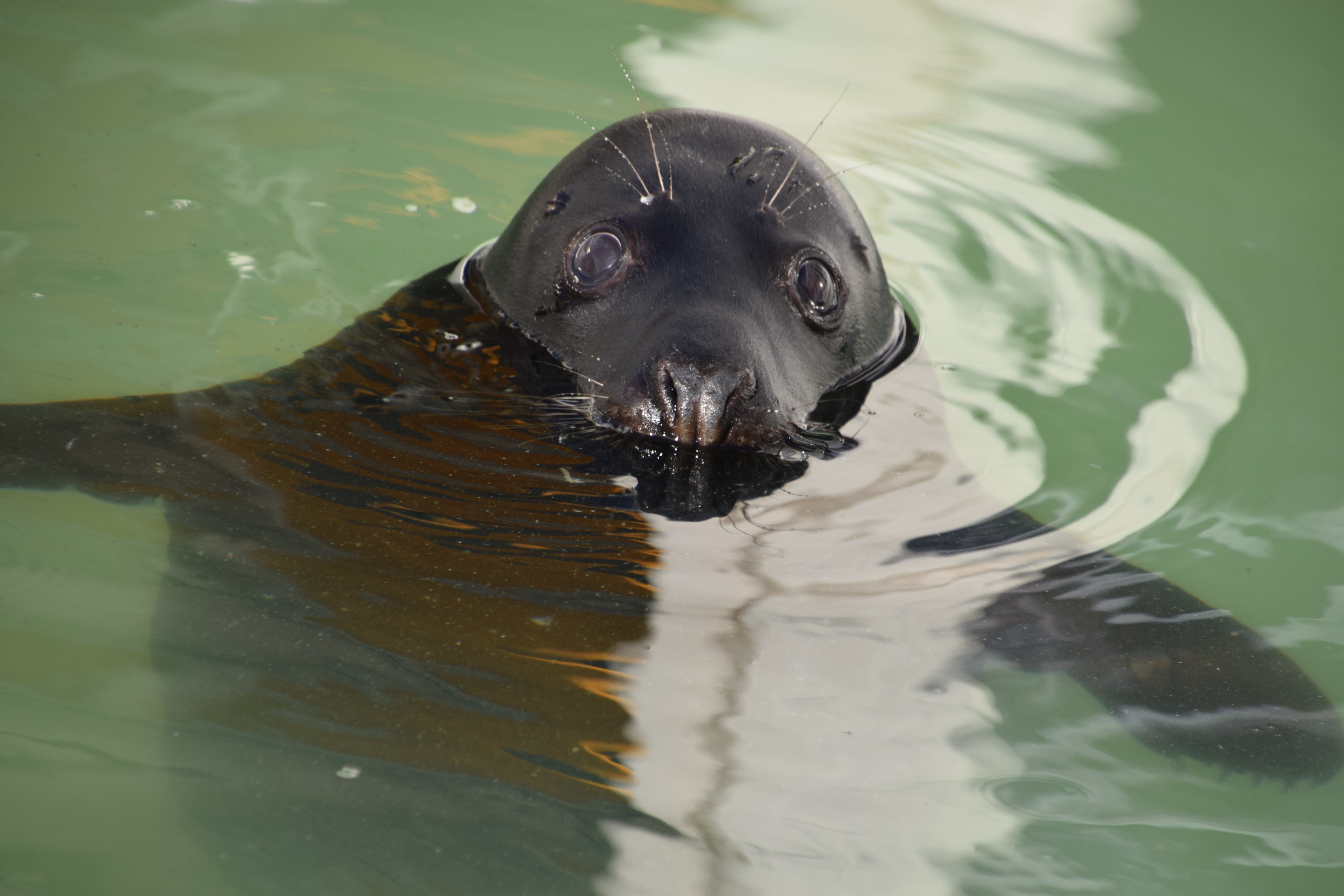 Final Seal Release Marks Closure Of Pieterburen Rescue Center After Half A Century Final Seal Release Marks Closure Of Pieterburen Rescue Center After Half A Century