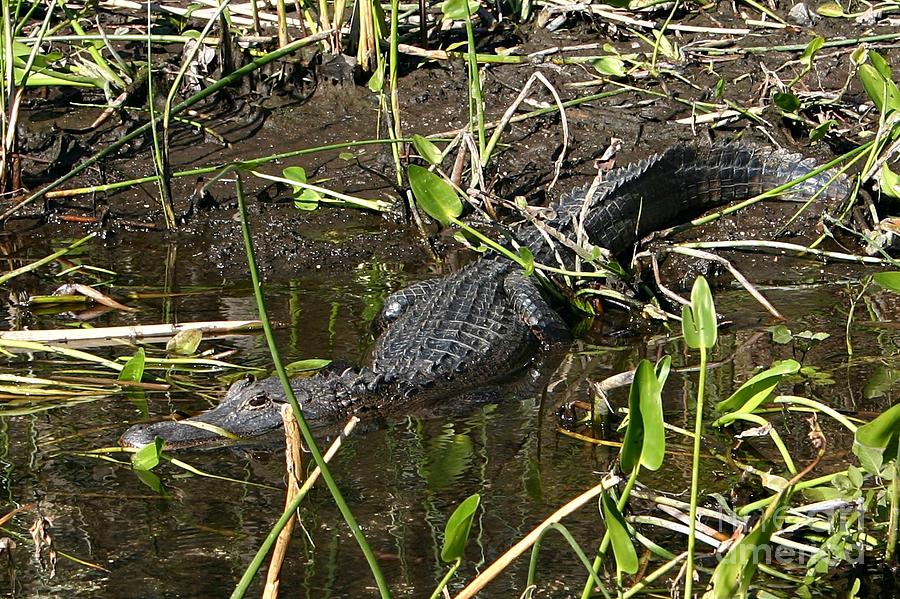Florida Springs Alligator Filming: Challenges And Techniques Florida Springs Alligator Filming: Challenges And Techniques